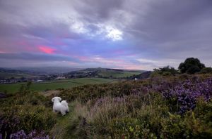 haworth moor sunrise august 22 2010 low res image.jpg